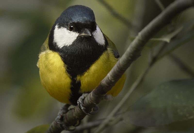 bird, wildlife, greattit, tit, nature, wild, синица, большая синица, птицы, фотоохота, дикая природа Большая синица с домашней кормушки / Parus major / Great titphoto preview