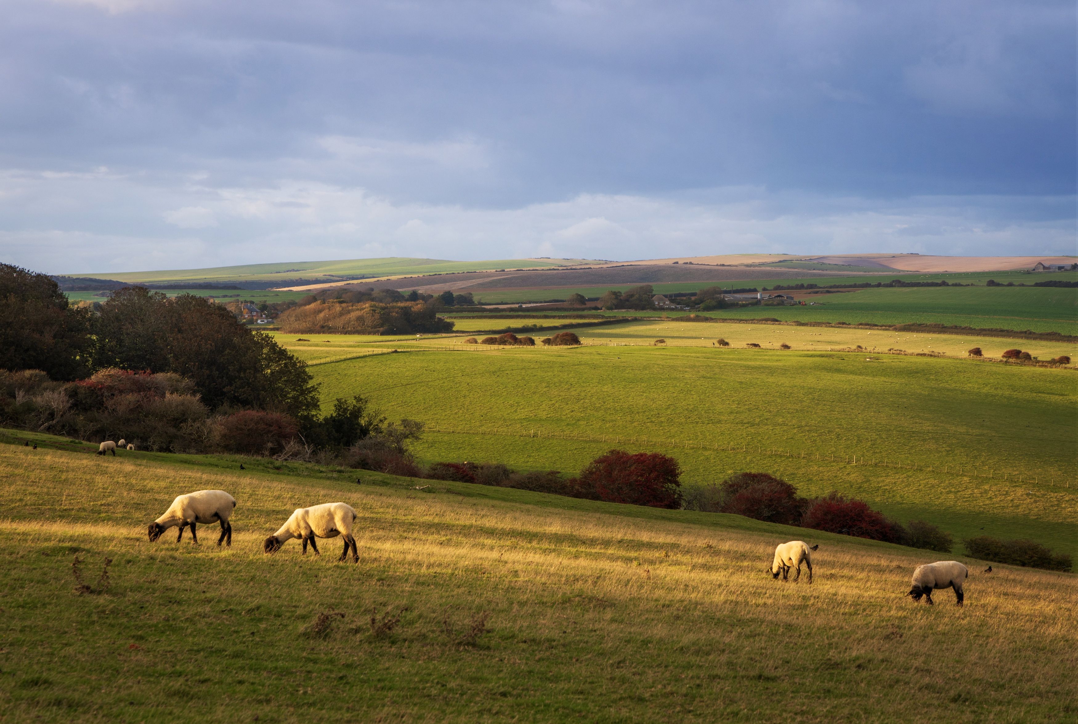 Пасторальphoto preview