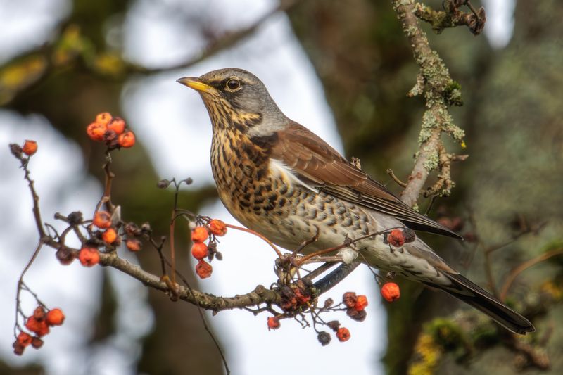 Рябинник фото превью