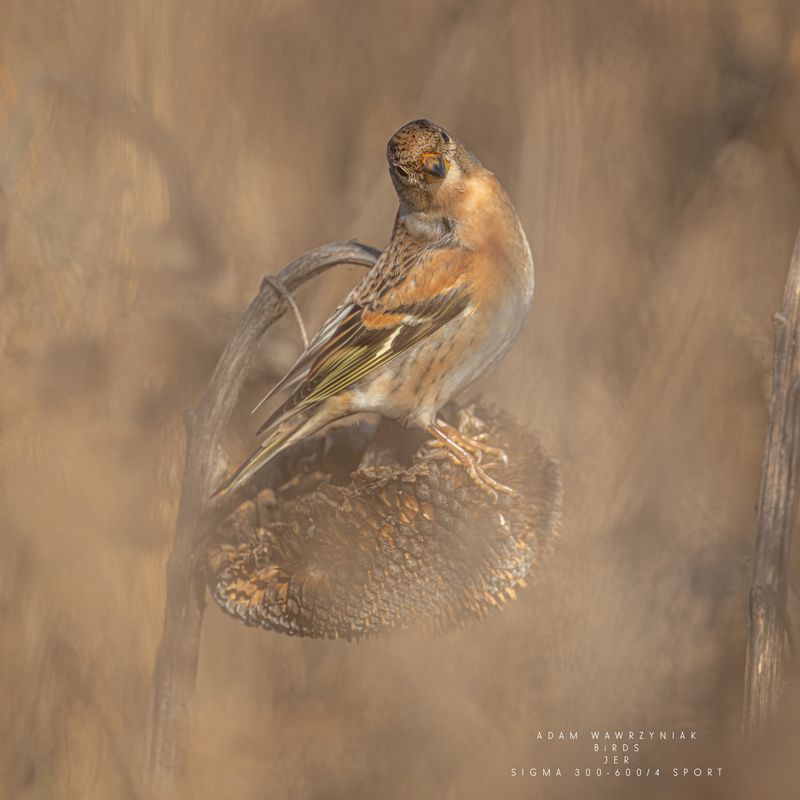 Fringilla montifringillaphoto preview