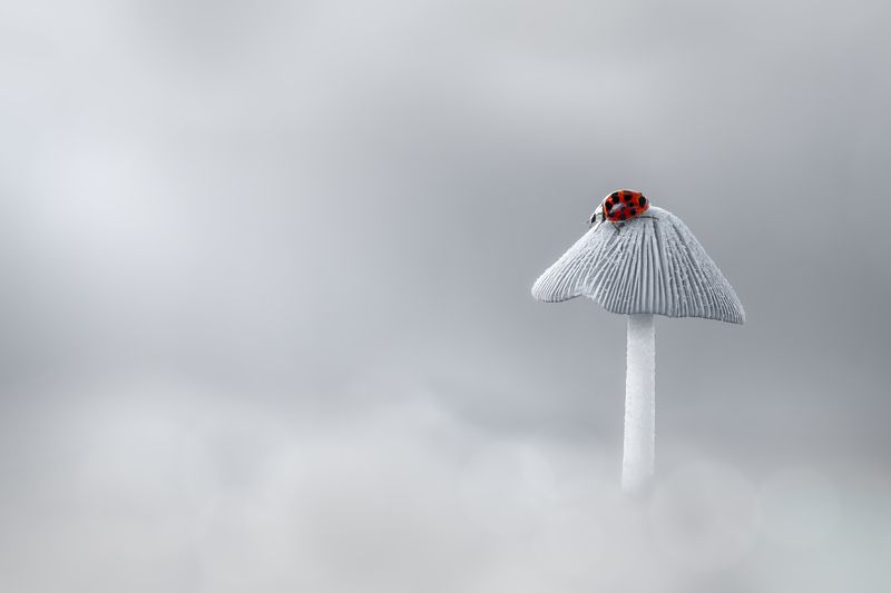 mushroom, fall, autumn, ladybug, beetle, insect, flower, macro, bugs, ladybird, wild nature A soliloquy of redphoto preview