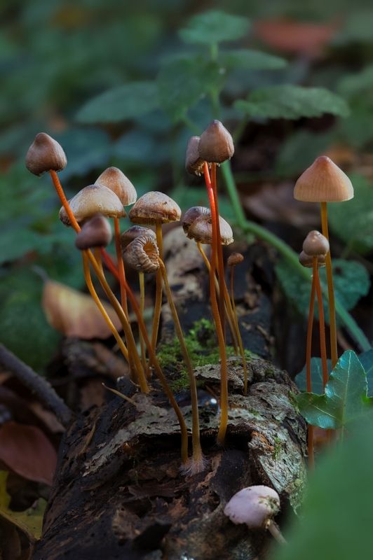 Мицена наклонённаяphoto preview