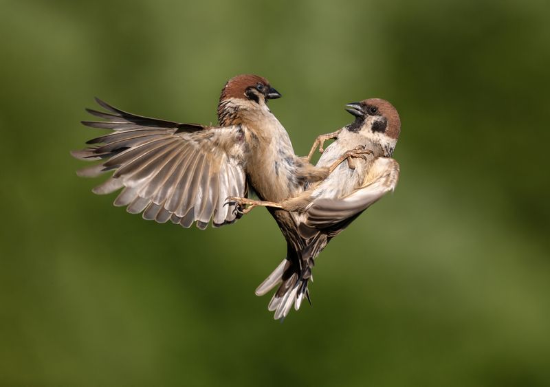 Страсть фото превью