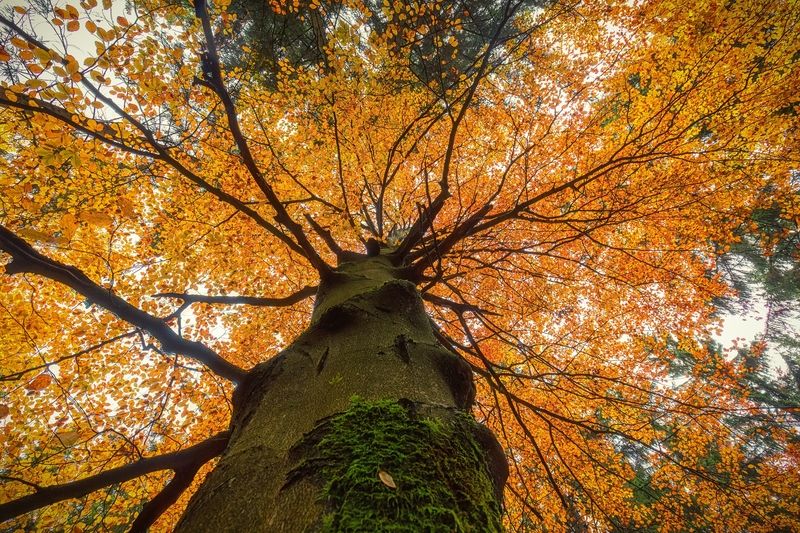 autumn, tree Autumn abstractionphoto preview