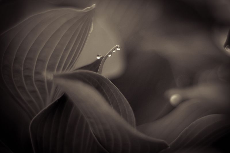 Линииphoto preview