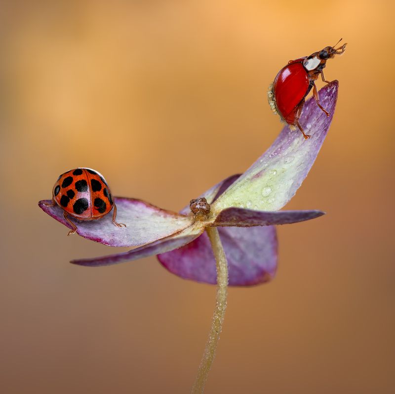 ladybug, beetle, insect, flower, macro, bugs, ladybird, A difference of opinionphoto preview