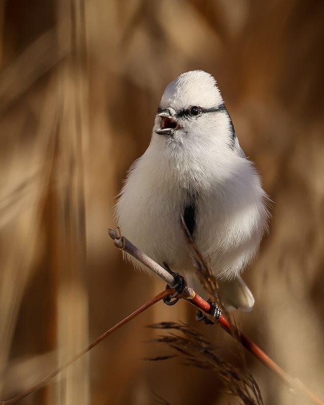 князёк Князёкphoto preview