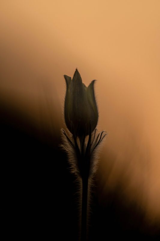 прострел Прострелphoto preview