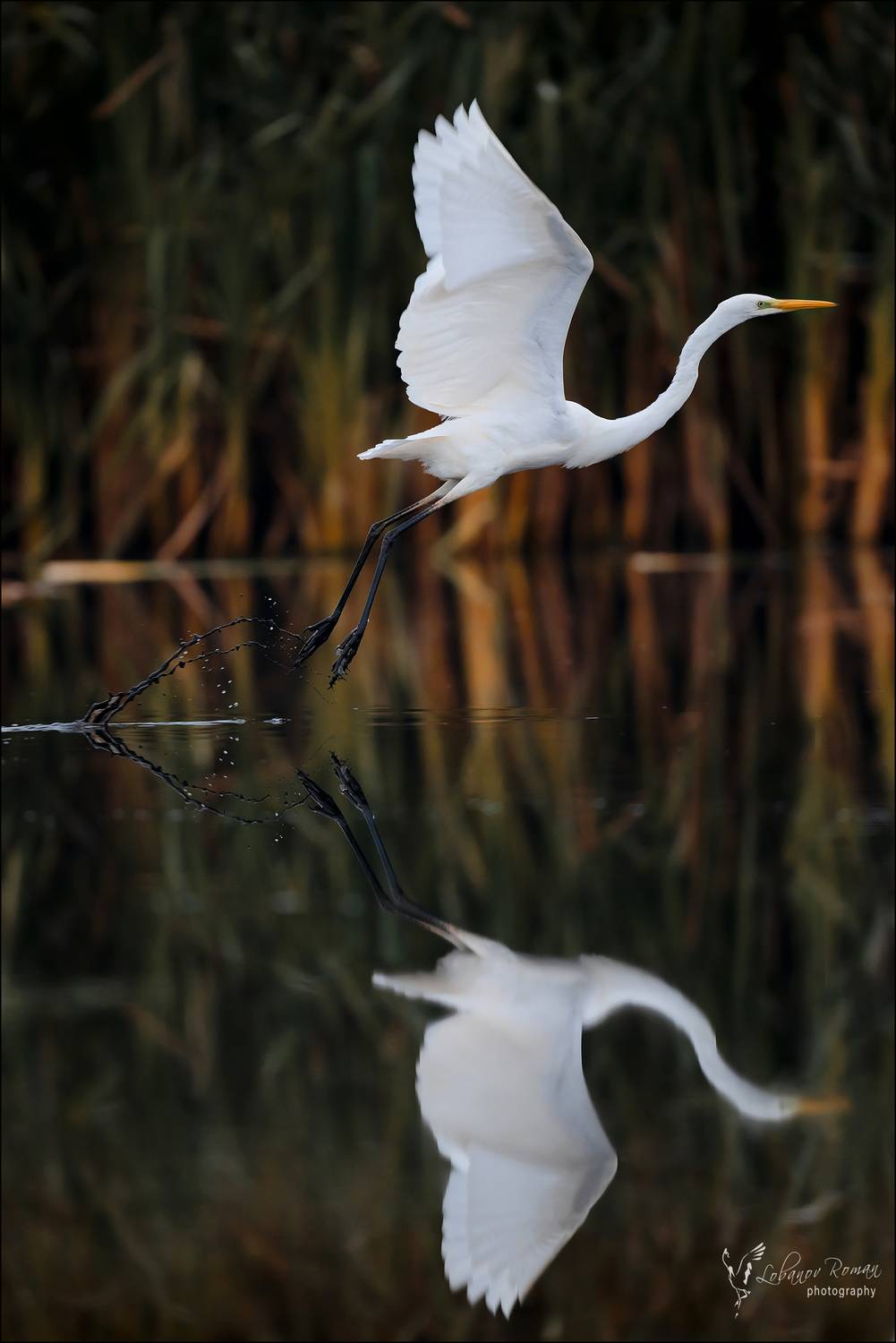 * * *. Автор: Лобанов Роман , Лобанов Роман