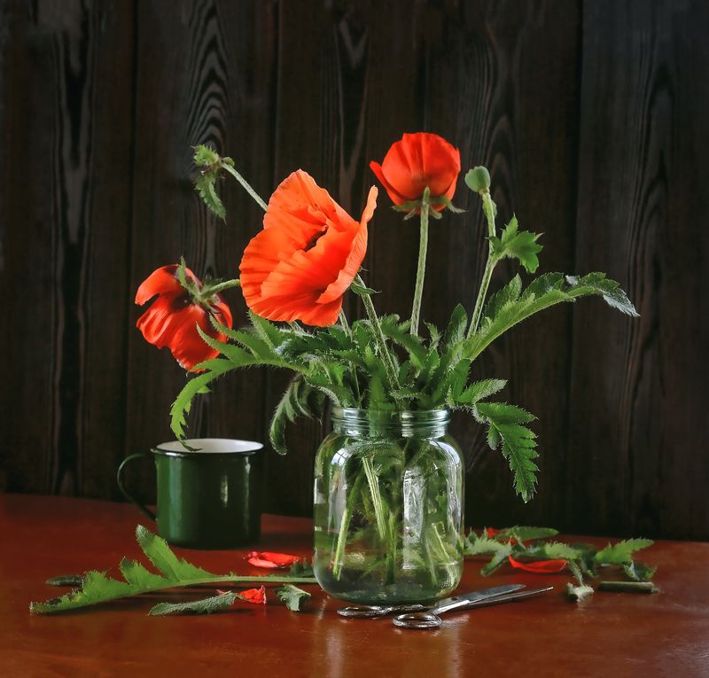 ШНР фото превью