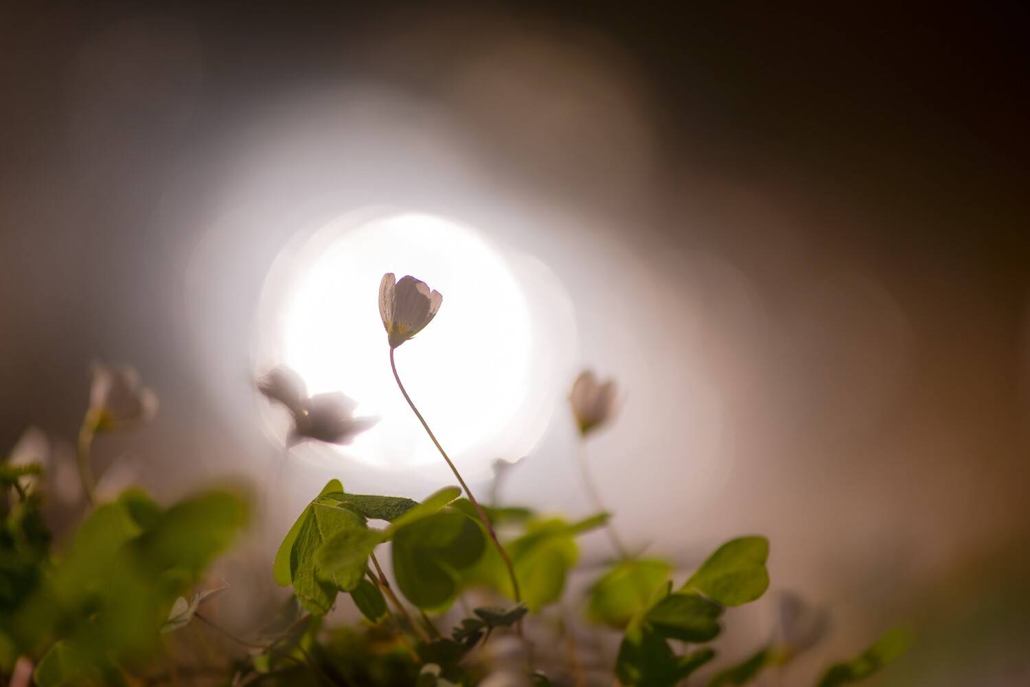 Кислица, весна, Соварцева Ксения