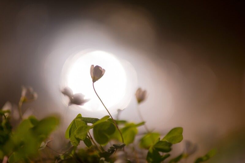 Кислица, весна ***photo preview