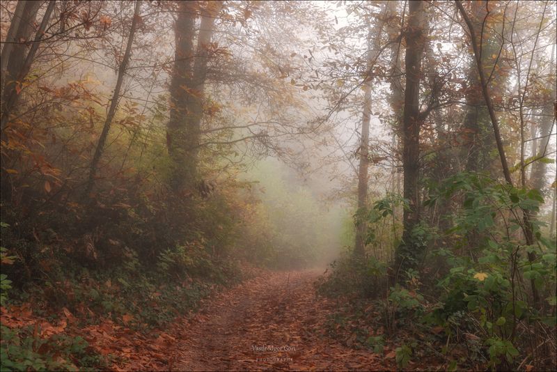 italy,monte venda,colli euganei,тропинка,итали,яэвганские холмы,монте венда,туман,morning,colors,fog,лес Туманный лес фото превью