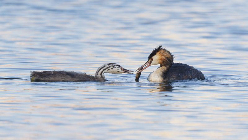 Лучшее - детям фото превью