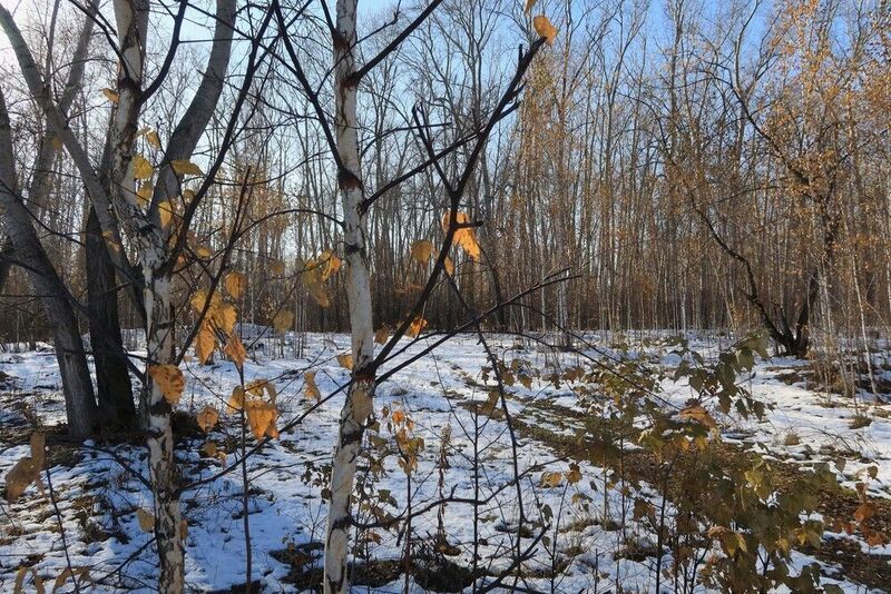 природа,осень,деревья,снег Осенью после первого снегопадаphoto preview