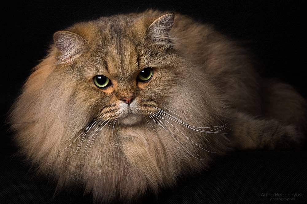 ***. Автор: Arina Bogachyova , Arina Bogachyova