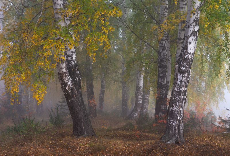 Осеннее утроphoto preview