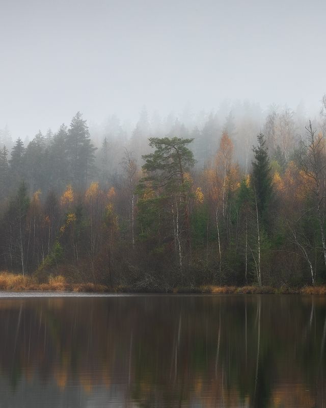 осень, лес, ленобласть ***photo preview