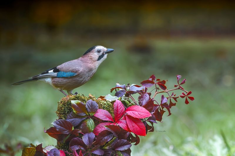 фотоохота, птица, сойка, осень, птицы А просто осень пришла.photo preview