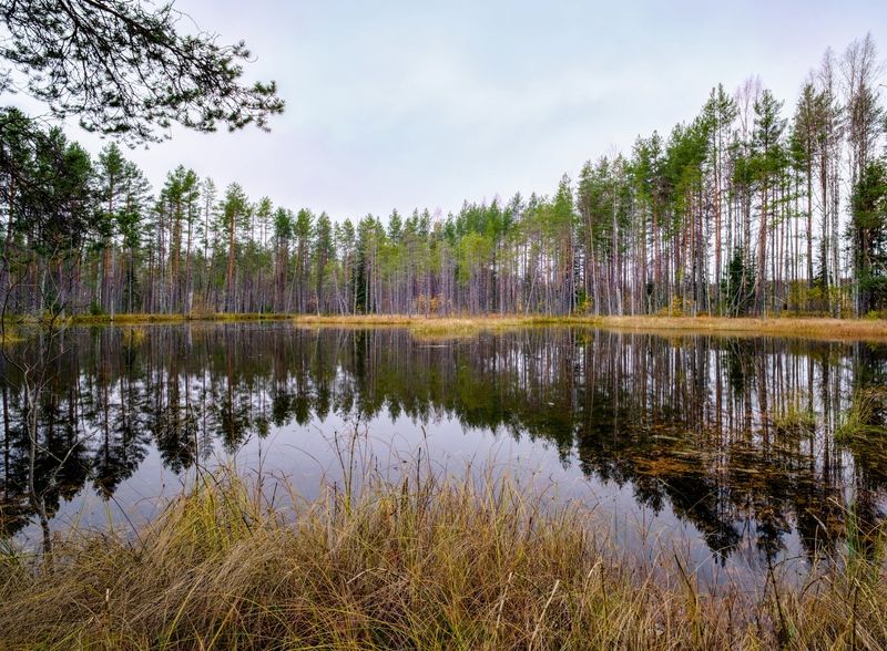 осень болото тучи лес озеро Гармонияphoto preview