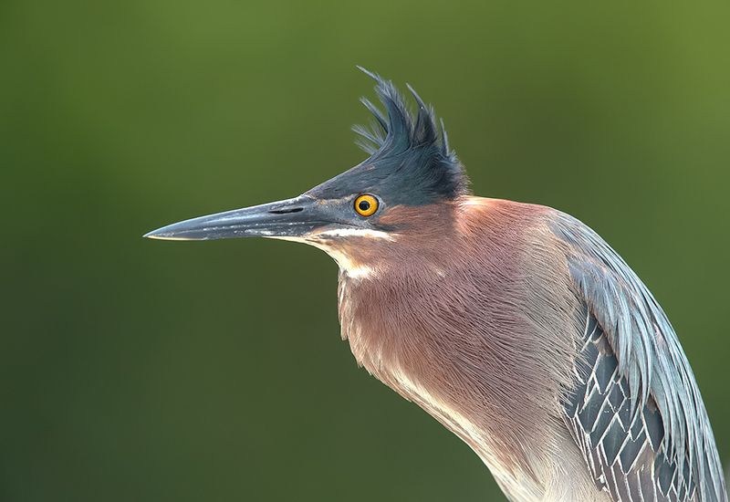 green heron, американская зелёная кваква, кваква, техас, egret, heron Green Heron- Американская зелёная квакваphoto preview