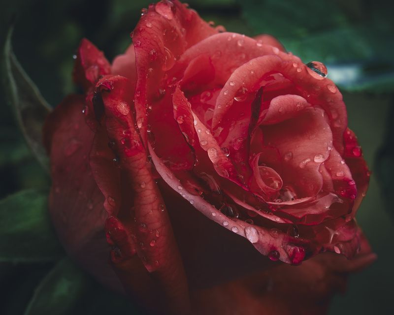 Rugiada di passionephoto preview