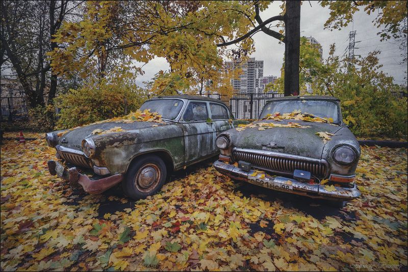 \'Волгина\' осень жизниphoto preview