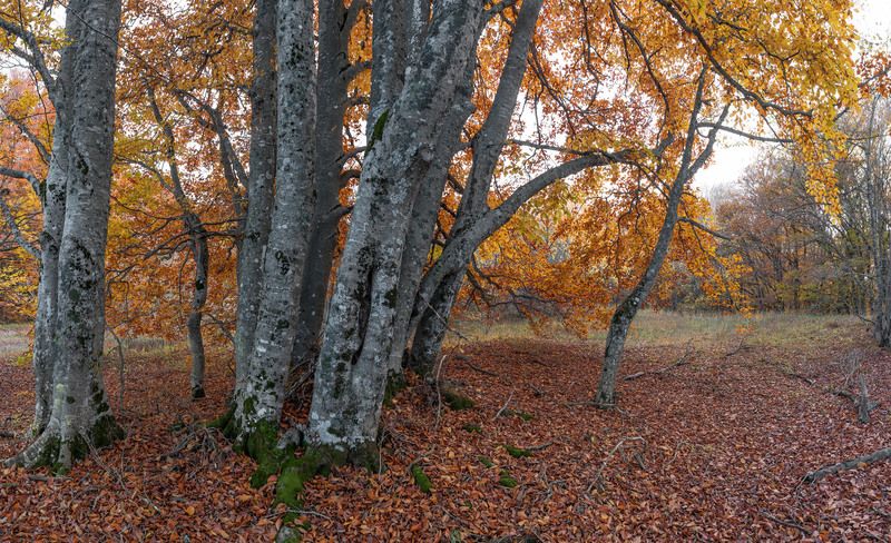 Цвет октября.photo preview