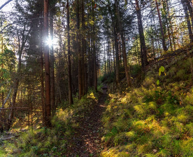 тропинка, лес, солнце, овраг. По тропке лесной. фото превью