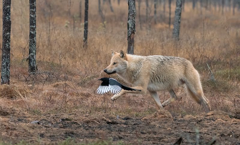 wolf, animals, nature, wildlife, canon The racephoto preview