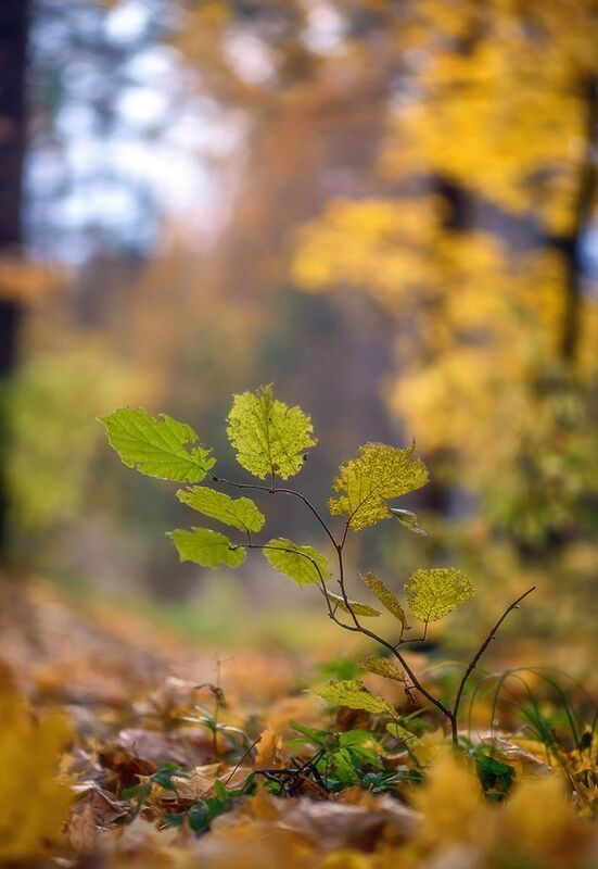 осенний день photo preview