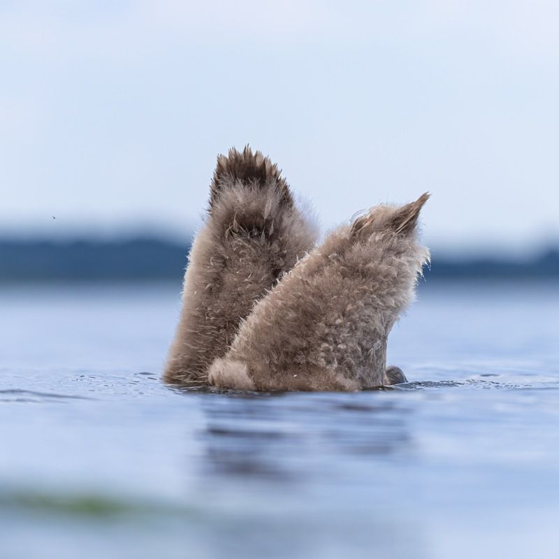шипун, лебедь, лебедь шипун, лебедь-шипун, финский залив ПОПлавкиphoto preview