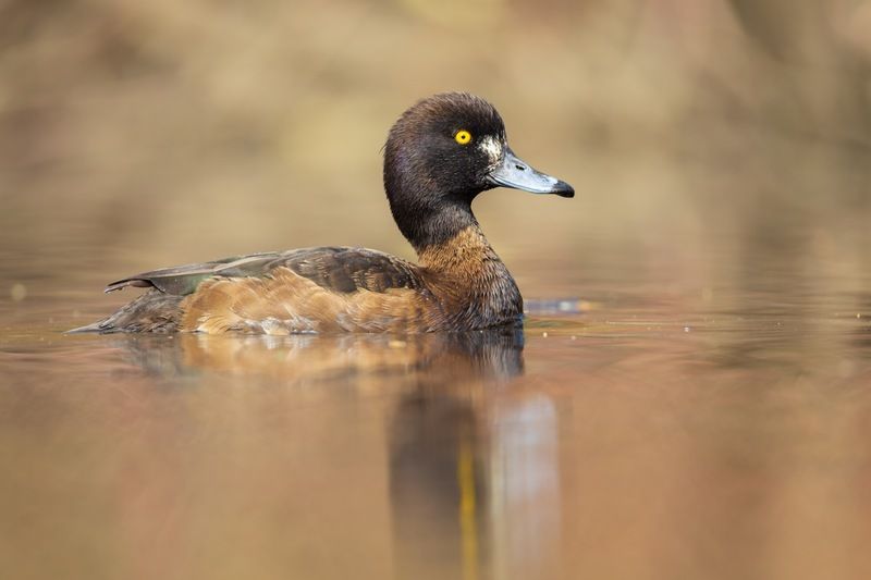 нырок, хохлатая чернеть, чернеть, утка, птицы Хохлатая чернетьphoto preview