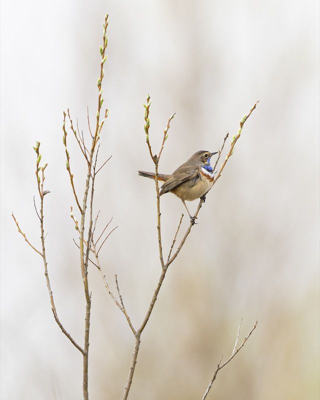 варакушка, птицы, весна Весеннее утроphoto preview