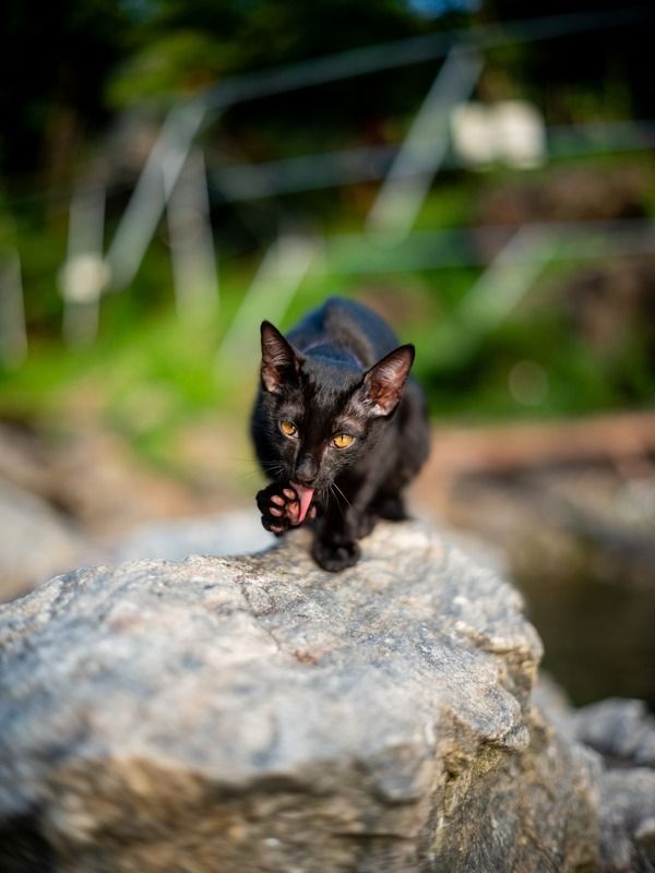 Tan (Уголёк)photo preview