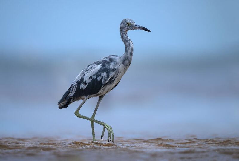 Little blue heron (J)photo preview