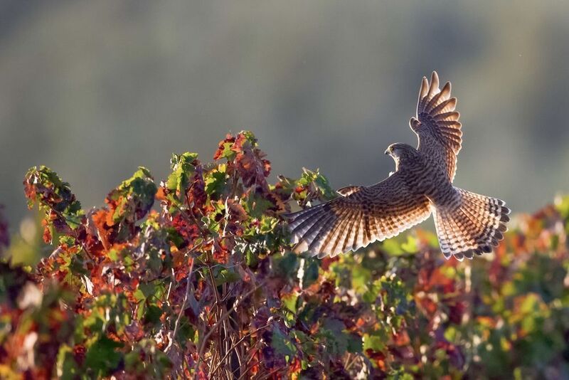 Sunrise фото превью