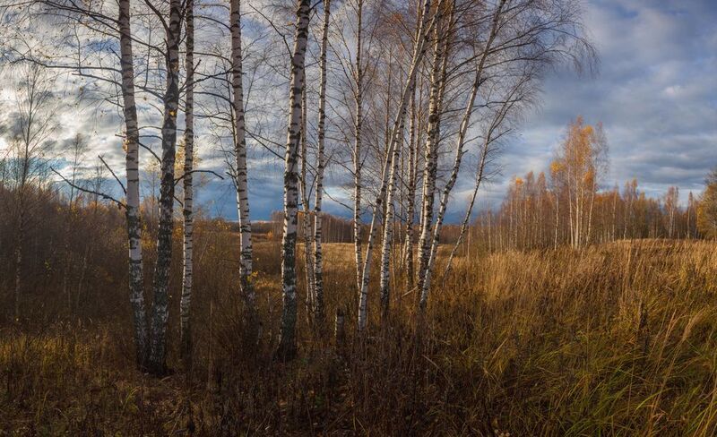 лес, поле, осень Поздний октябрь .photo preview