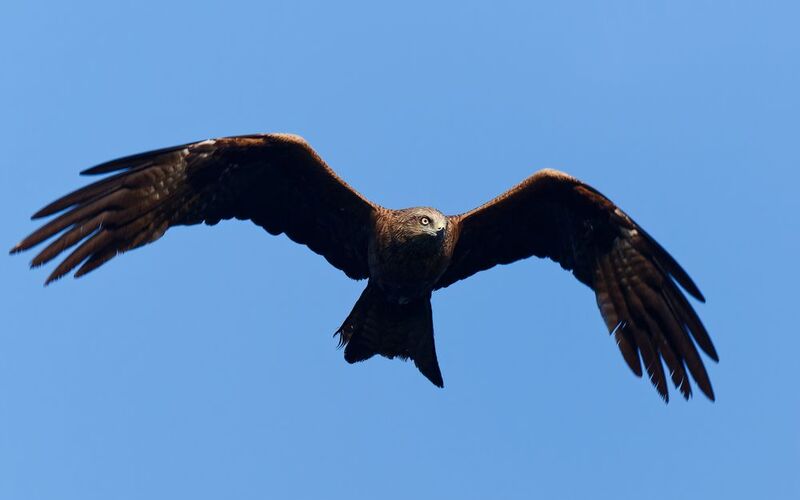 Взгляд Коршунка фото превью