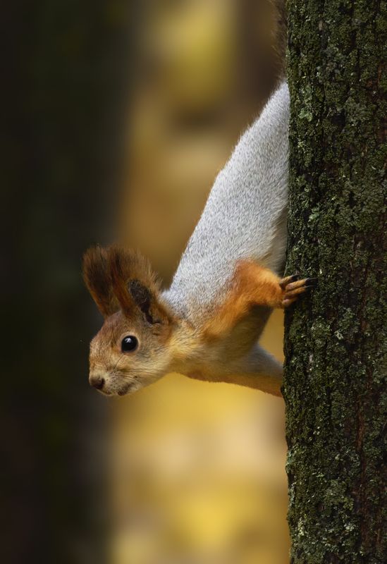 белка, squirrel, фотоохота, дикая природа, nature, wildlife, wild, природа Белка из местного парка photo preview