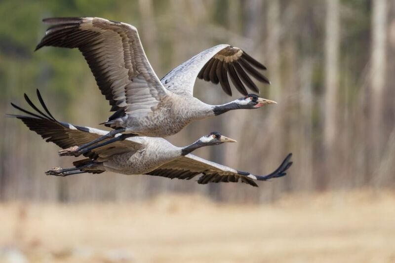 серый журавль, журавль, птицы Серые журавлиphoto preview