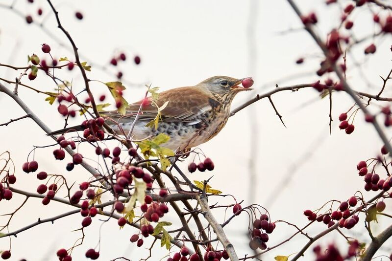 *** фото превью