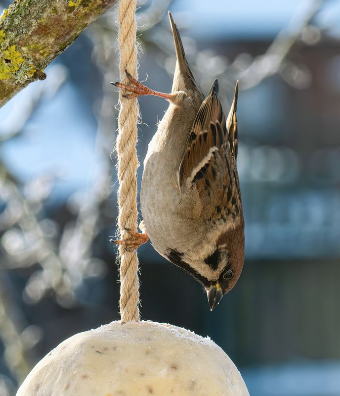 Птицы полевой воробей  Цель близка!photo preview