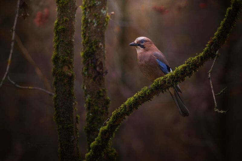 природа, лес, поля, огороды, животные, птицы, макро Рассветная тишинаphoto preview