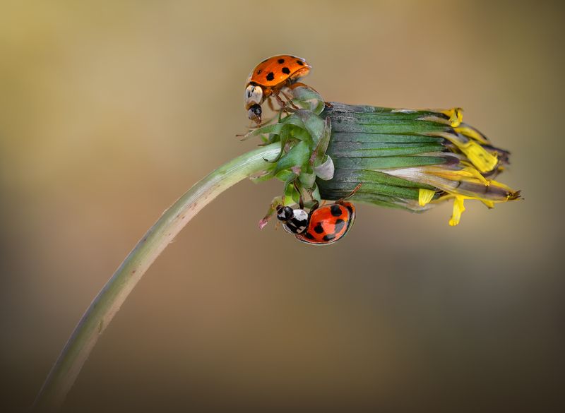 ladybug, beetle, insect, flower, macro, bugs, ladybird, Whispers on the withering bloomphoto preview