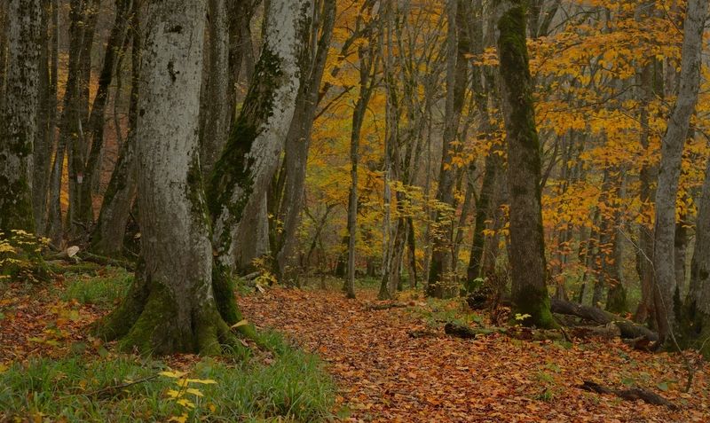 Осеннее утро в лесуphoto preview