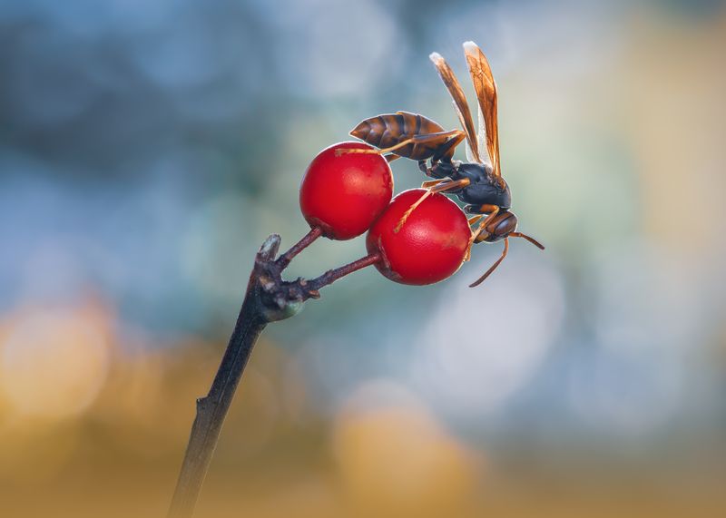 wasp, insect, macro, nature, wild, insects, bee, Gleaning crimsonphoto preview
