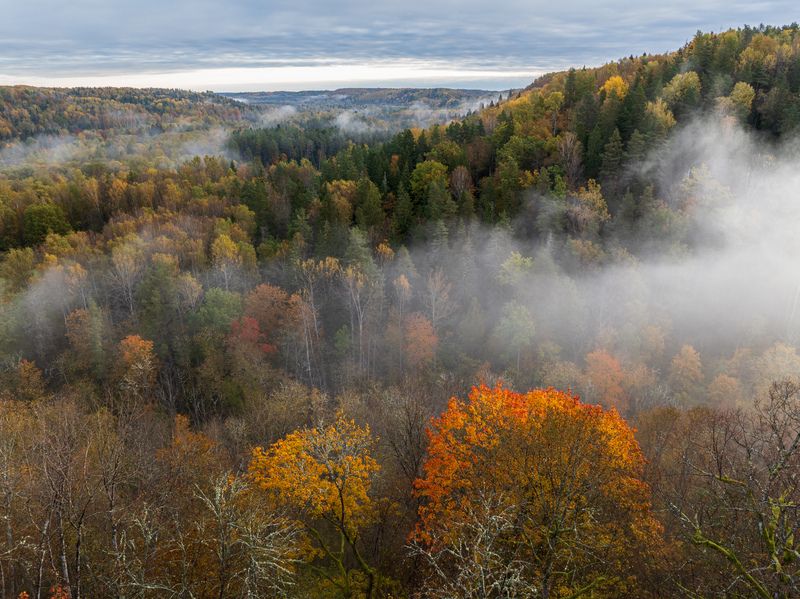 осень, сигулда, краски, туман, sigulda, latvia Краски осениphoto preview