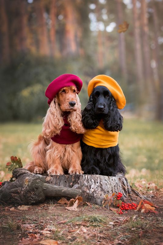 Парижский шик в осеннем лесуphoto preview