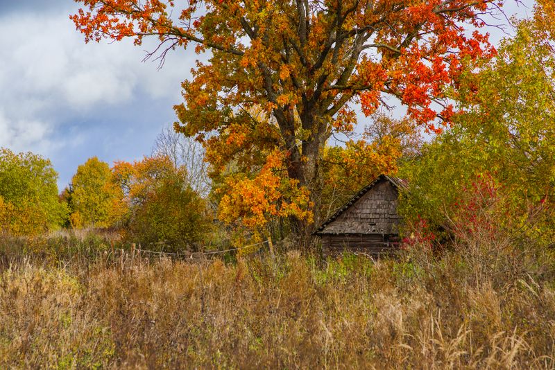 осень, пейзаж, дом, деревья Осень фото превью